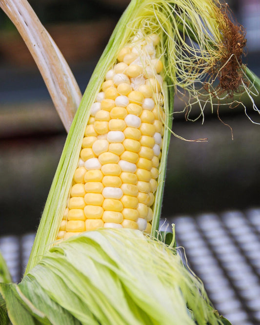 Creamed Sweet Corn - Freezer-Friendly